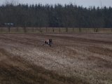 IMGP4440  så ud på marken, men han vil have kanterne først uanset hvor stor marken er