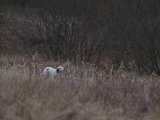 IMGP4455  hans hund søger i bark - der var vist en fasan der fløj over på anden mark/skovbryn