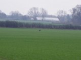 IMGP5944