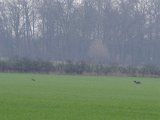 IMGP5945