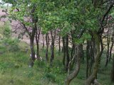 IMGP6310  fugl ikke fundet .. de er tæske svære at lokaliser for hundene pga rigtig meget lyng pollen der støver op hele tiden