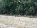 DSC01018