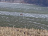 IMGP6604  svært at se om den reelt har en hale eller ej (så nemlig ikke ud til havde da den var tættere på i starten af jagten)
