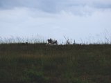 DSCF5992