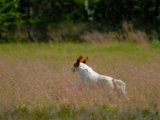 DSCF7069