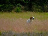 DSCF7070