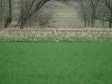 DSCF6369