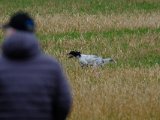 DSCF6611