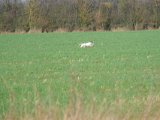 DSCF6152