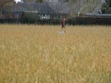 DSCF6176
