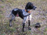 IMG 0864  Træksele og 20m line .. det var ikke nok .. blev senere på 60m.. derefter 80m..går kun i åbent terræn..hunden er lynhurtig ude over den afstand