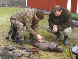 IMGP0462  brækning og vores skyttevært ser på