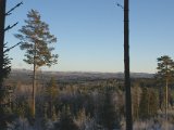 IMGP2334  fugletræer