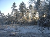 P1010735  ny dag efter fugl