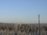 P1010739  der var der en i den høje birk .. men den så mig på 200m og væk