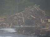 IMGP2743  Rigtigt Bäverfort v Skåltjärn