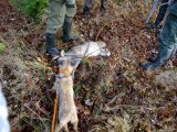 DSCF0692  Siggen er også svært interesseret