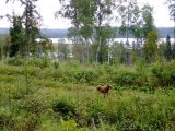 DSCF0389  på tur ved nogen af elgpassene m Sandsjön i baggrund