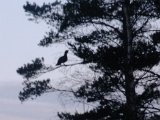 DSCF0494  näst morn 2dra gång samme Tjäder skrämt up i trä .. forsökt nästa helg på lågel ..men do sat den inte kvar!