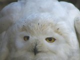 IMGP2556  Pet Owl