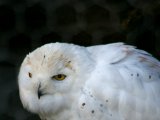 IMGP2558  Pet Owl
