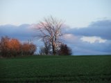 DSCF0959  kig mod Ø, træ flot solnedgangs lys