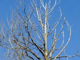DSCF0524