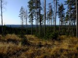 DSCF0526  vackert ä d i skogen men här  är den jo ner