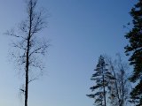 DSCF0532  hva ä fågel