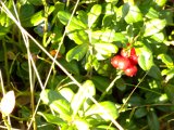 DSCF0535  Tyttebær/Lingon