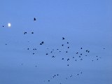 DSCF0800  frem og tilbage