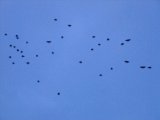 DSCF0804