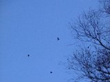 DSCF0814