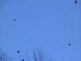 DSCF0816