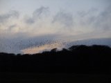 DSCF0820  se hvor langt flokken rækken .. og de langt fra lette alle sammen