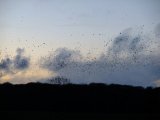 DSCF0823