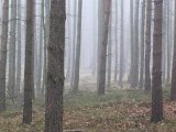 DSCF0893  'bagsiden' noget juden galm og åbenmbart ogs lidt vildt inde ved naboen ..men ikke syn på det