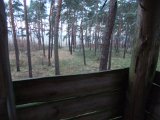 DSCF0910  Bagside lidt mod H.. .. men der var også en hind 40m fra .. men havde den trykket kalv et sted? (jo de 'intense' Dansker paroler var næsten = skyd intet).. den løb TH mod næste post der heller ikke kunne/ville skyde