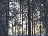 DSCF1179  Snige sig i skiovkanten .. hvis der skulel være fugle ud i de høje 'fugletræer'