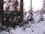 DSCF1223  Thord skovler og leder efetr fuglen .. den forsvandt i sneskyen da træet faldt