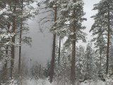 IMGP3089  Boom sikken sky af sne..størrelse ..se Thord helt til højre ved foden af store træ