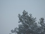 IMGP3118  Ny dag: kan du se urfuglen..lidt mørkt mellem grene foroven på V side
