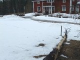 DSCF1374  SÅ tæt på Bertils hus kom Bæverne.. op over lang skrænt ..  ind igennem lille skovstykke ..  ud på kanten af græsplænen