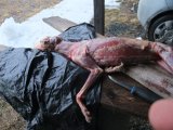 DSCF1384  Næsten færdig med at trække pelsen af