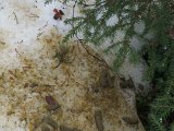 DSCF1397  Skovfuglespil gl. skovvej.. vi må ses til efterår/vinter