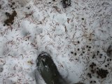 DSCF1416