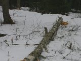 IMGP3172  Tilbage til elven -> lår og køller til røgeren. Hare nu batteri mit spejlrefleks. 20m fra brinken .. de kravler kangt op efter de gode sager.