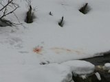 IMGP3193  Blod stænk på udgangssiden , jo 2m er det i hvert fald