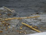 IMGP3201  'Køkken skrald ' på en isflage