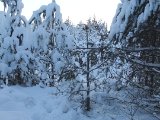 DSCF1857  Dagene efter (jo nævnt ejeg -2x igen).. fersk elg aktivitet bete og leje i Fransermossen